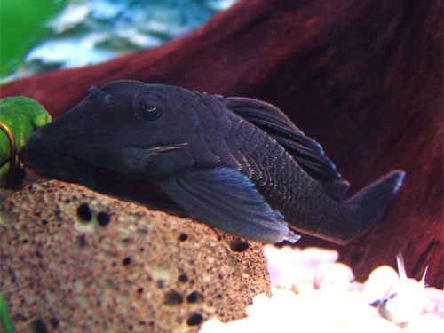 Corroncho Corronchin