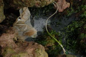 salgar3 Desecho salgar