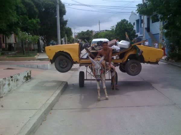 Cuando se dice que se trabaja como un burro, por lo general no se tiene una dimensión real de lo exagerado que es la afirmación.